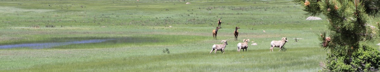 The Great Doroski Road Trip