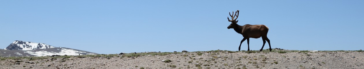 The Great Doroski Road Trip